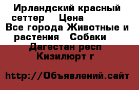 Ирландский красный сеттер. › Цена ­ 30 000 - Все города Животные и растения » Собаки   . Дагестан респ.,Кизилюрт г.